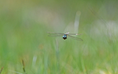 Somatochlora alpestris