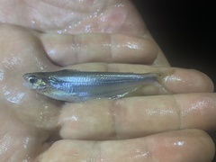 Pareutropius debauwi