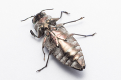 Chrysobothris solieri