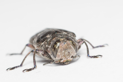 Chrysobothris solieri