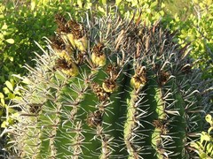 Ferocactus herrerae