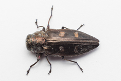Chrysobothris solieri