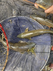 Catostomus latipinnis