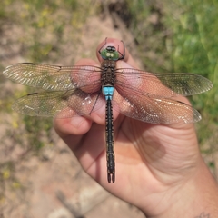 Anax parthenope