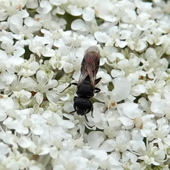 Hylaeus communis