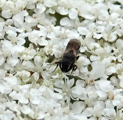Hylaeus communis