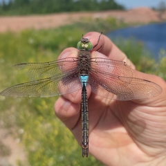 Anax parthenope