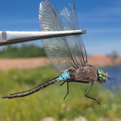 Anax parthenope
