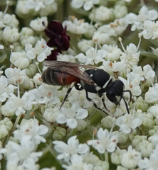 Hylaeus variegatus