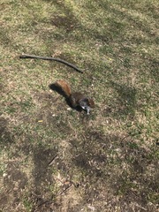 Sciurus carolinensis