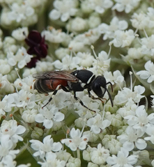 Hylaeus variegatus