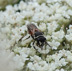 Hylaeus variegatus
