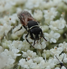Hylaeus variegatus