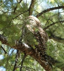Strix occidentalis lucida