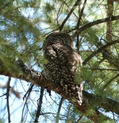 Strix occidentalis lucida