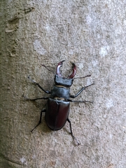 Lucanus cervus