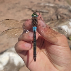 Anax parthenope