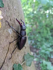 Lucanus cervus