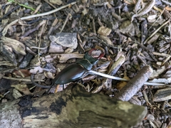 Lucanus cervus