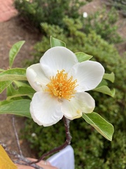 Franklinia