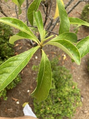 Franklinia