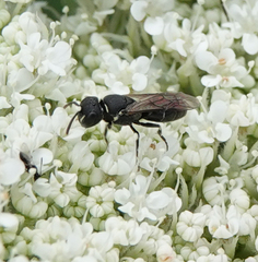 Hylaeus variegatus