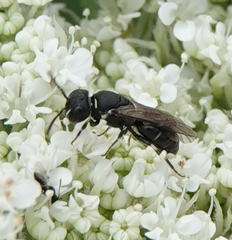 Hylaeus variegatus