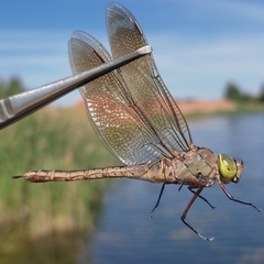 Anax parthenope