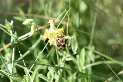 Eucera longicornis