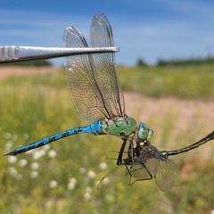 Cordulia aenea aenea
