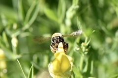Eucera longicornis