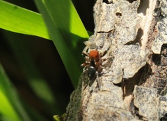 Habronattus forticulus