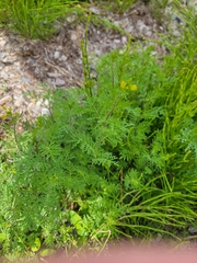 Descurainia sophioides