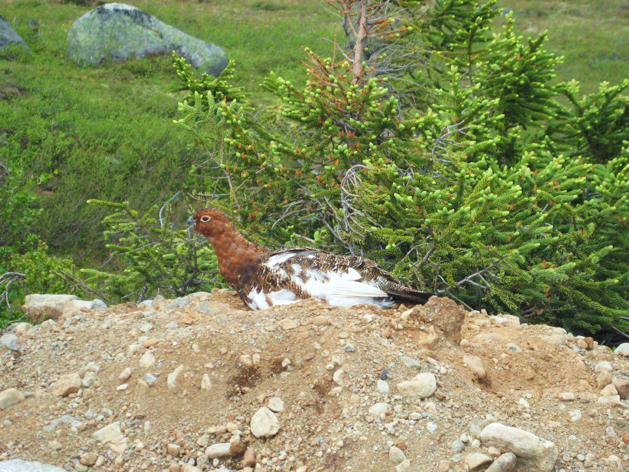 Willow Ptarmigan