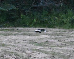 Mephitis mephitis nigra