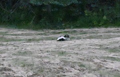 Mephitis mephitis nigra