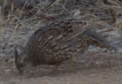 Callipepla douglasii