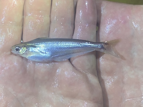 Grenfell's catfish (Schilbe grenfelli) — Schilbeidae — 4