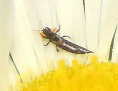 Haplothrips