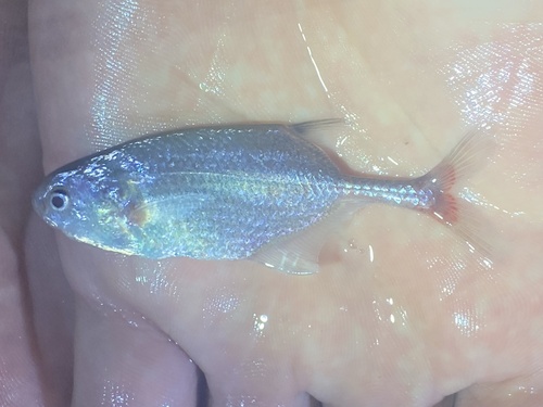 Blunt-nosed elephantfish (Petrocephalus simus) — Mormyridae — 2