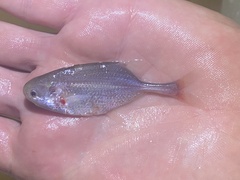 Petrocephalus simus