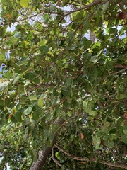 Coccoloba uvifera
