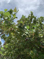 Coccoloba uvifera