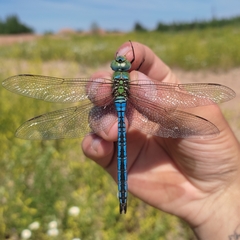 Anax imperator
