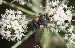 Eurithia anthophila