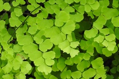 Adiantum braunii