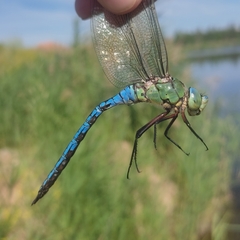 Anax imperator