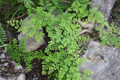 Adiantum braunii