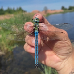 Anax imperator