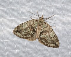 Hydriomena divisaria